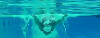 underwaterfly3